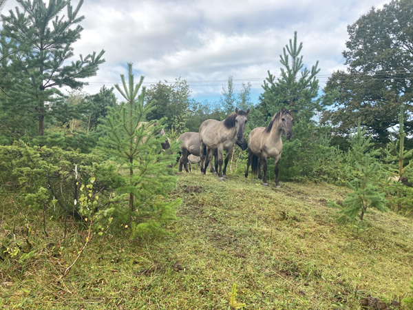 [JPG] Chevaux_Mont_Epeugney_6045_600